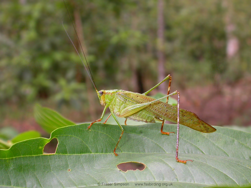 Zenirella punctata, Tarapoto, Peru, Sep 2005 � Fraser Simpson